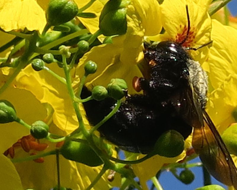 Flowers and pods support wildlife, not pest-control claims