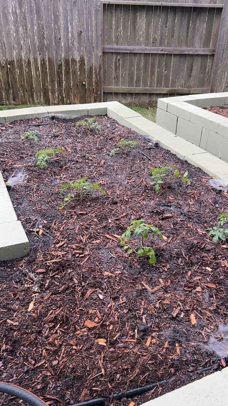 Flush Beds With Fresh Water Again And Again Flush Beds With Fresh Water Again And Again