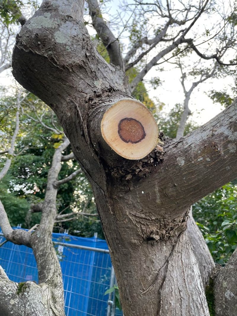 Flush Cuts That Remove The Branch Collar Slow Wound Closure
