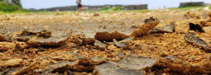 Flush Salts From The Soil Flush Salts From The Soil