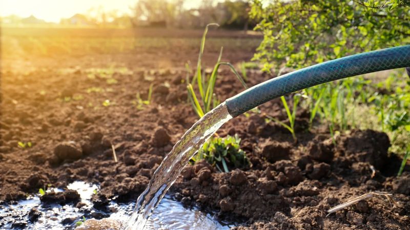 Flush Soil With Water In Spring Flush Soil With Water In Spring