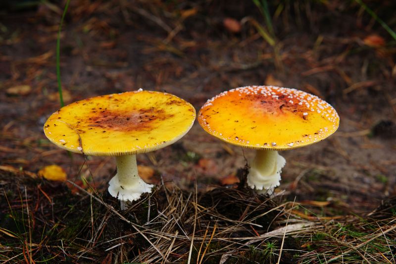 Fly Agaric Dotted By Fluffy Yellow And Orange Warts