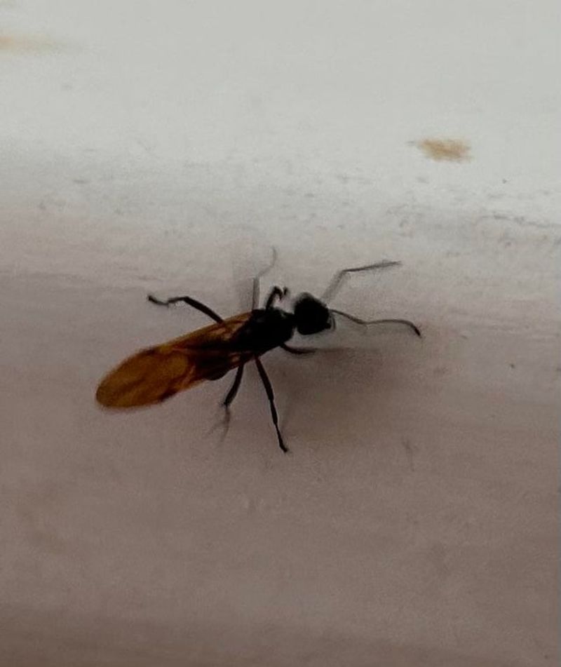 Flying Ants Have Elbowed Antennae