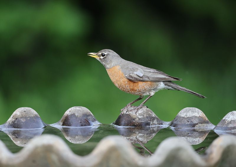 Flying Gets Harder In Low Pressure, So Birds Perch More Flying Gets Harder In Low Pressure, So Birds Perch More