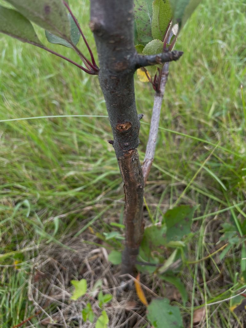 Foliar Treatment Works On Trees Under 4 Feet Foliar Treatment Works On Trees Under 4 Feet