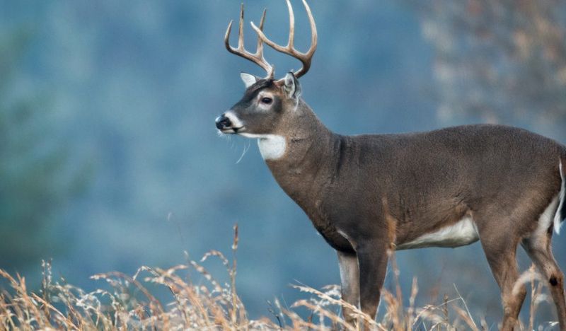 Folklore And Symbolism Of Deer In Ohio Traditions