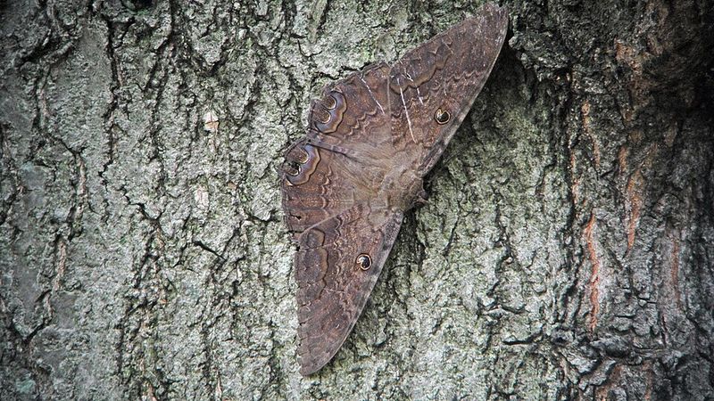 Folklore Around The Black Witch Moth And The Science Behind It Folklore Around The Black Witch Moth And The Science Behind It