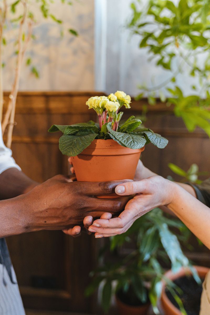 Folklore Said A Gifted Houseplant Needed A Coin To Count As A Sale