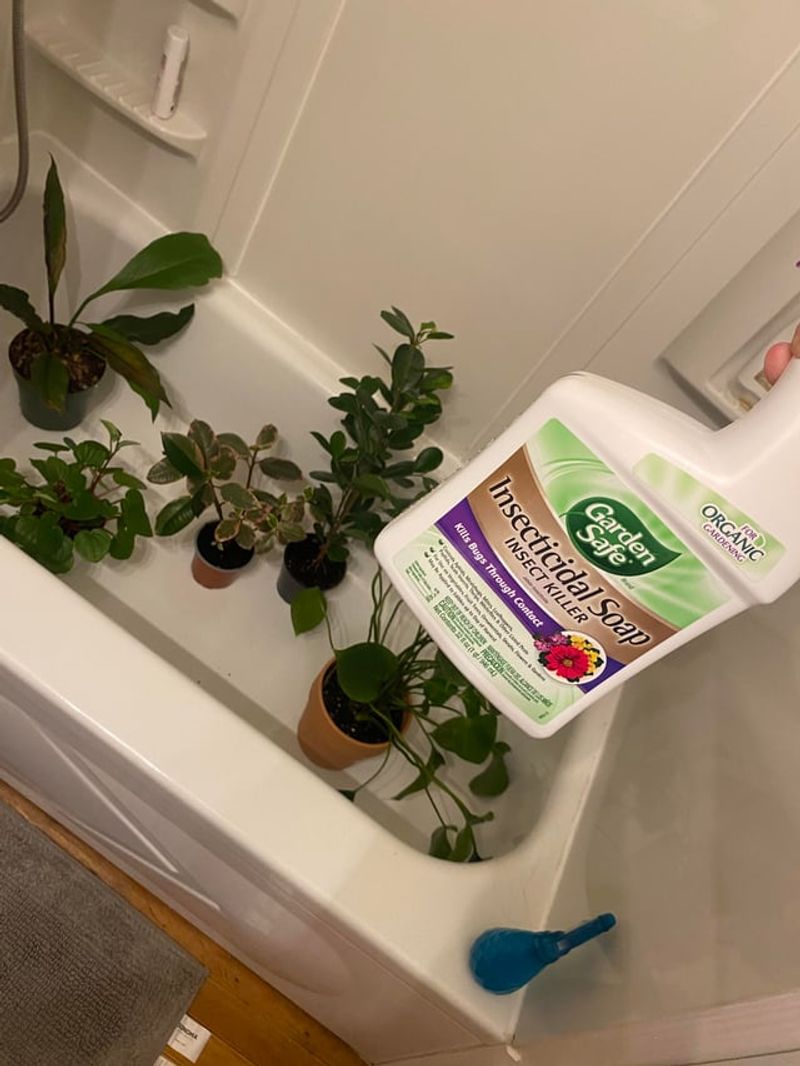 Follow Up With Insecticidal Soap If Needed Follow Up With Insecticidal Soap If Needed