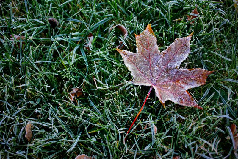 Follow Your Region's First Frost Date