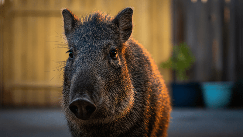 Food, water, and cover can draw javelinas into yards