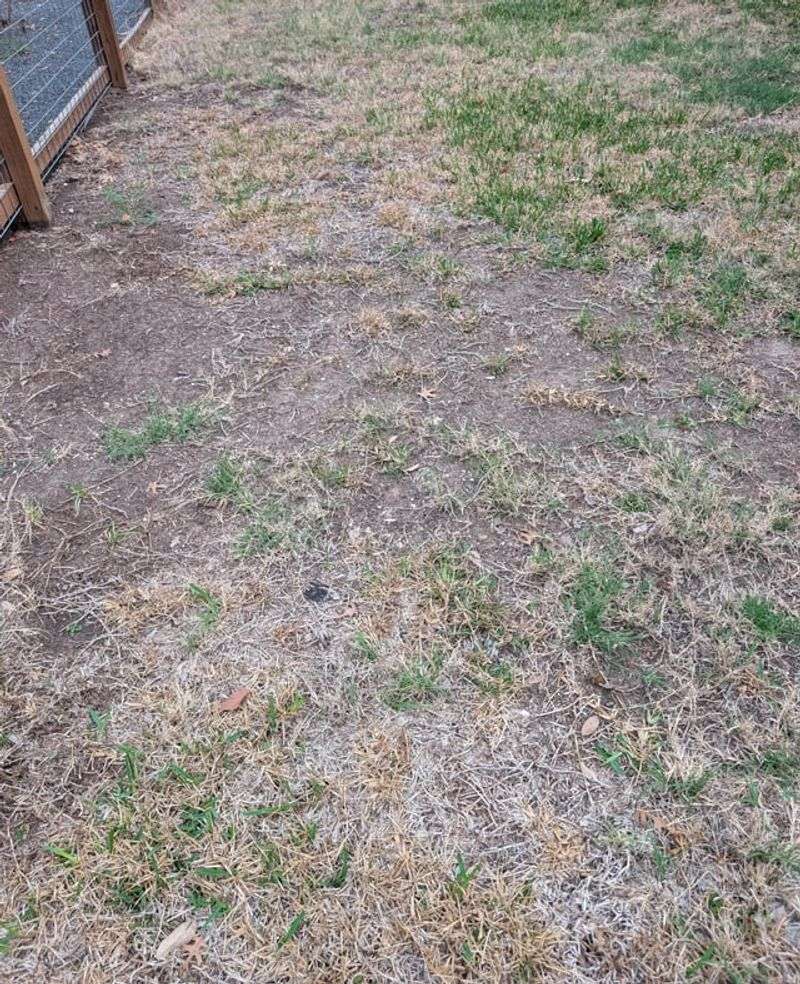 Foot Traffic Should Stay Off Resting Grass Foot Traffic Should Stay Off Resting Grass