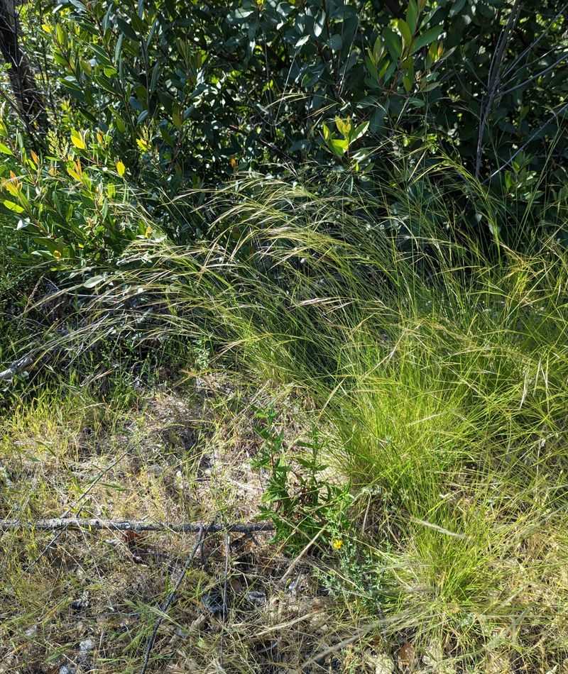 Foothill Needlegrass Fits Dry Hillsides