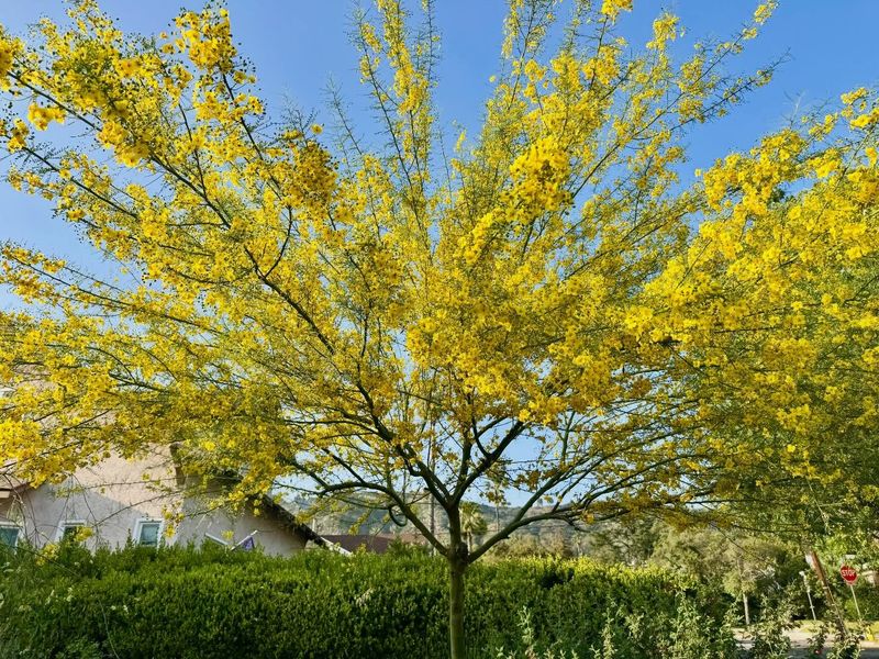 Foothill Palo Verde