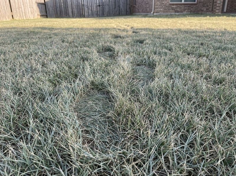 Footprints That Stay Put Signal A Thirsty Lawn