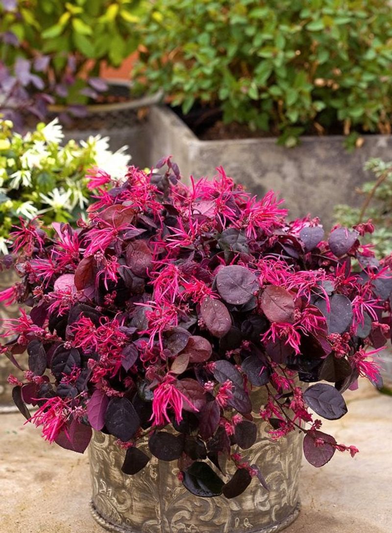 For A Dark Evergreen Shrub, Try Loropetalum 'Black Diamond'