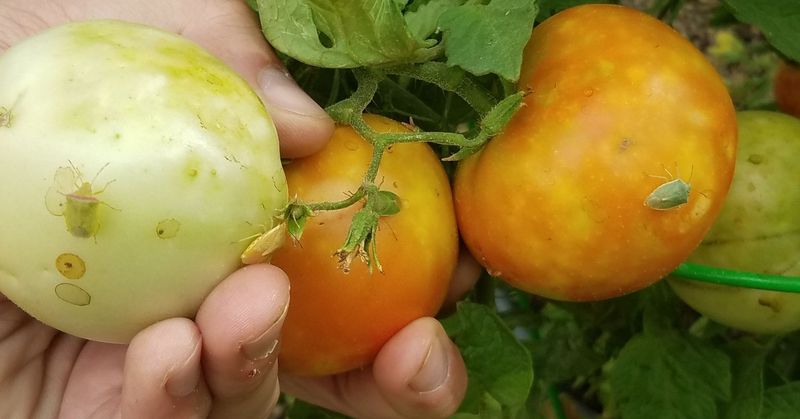 For tomato stink bugs, use hands-on removal