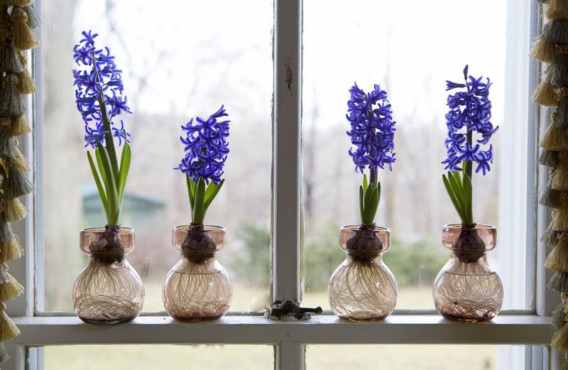 Forced Hyacinths Bring Spring Early To New York