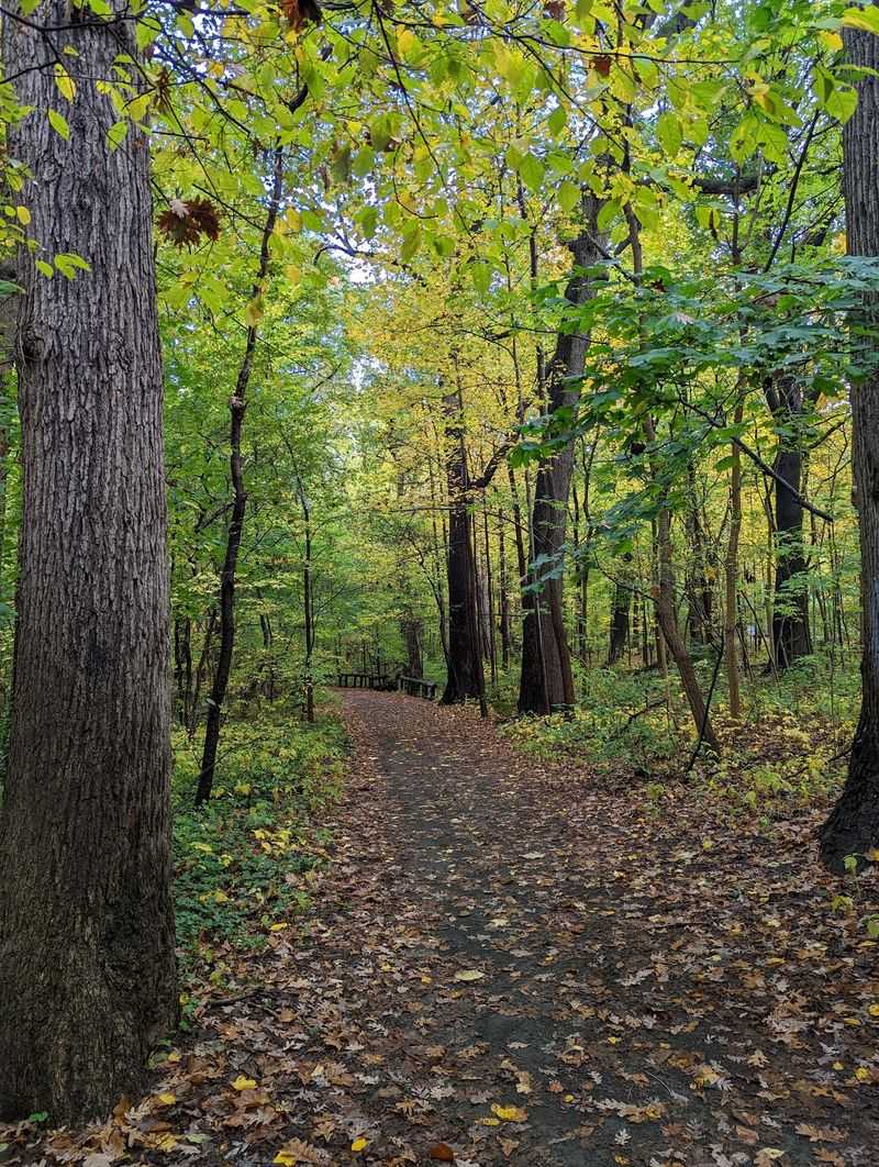 Forest Park