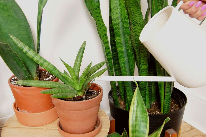Forgiving Watering For Busy Schedules