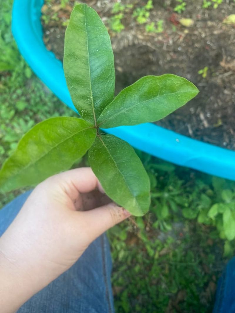 Forgotten Nuts Can Eventually Grow Into New Trees