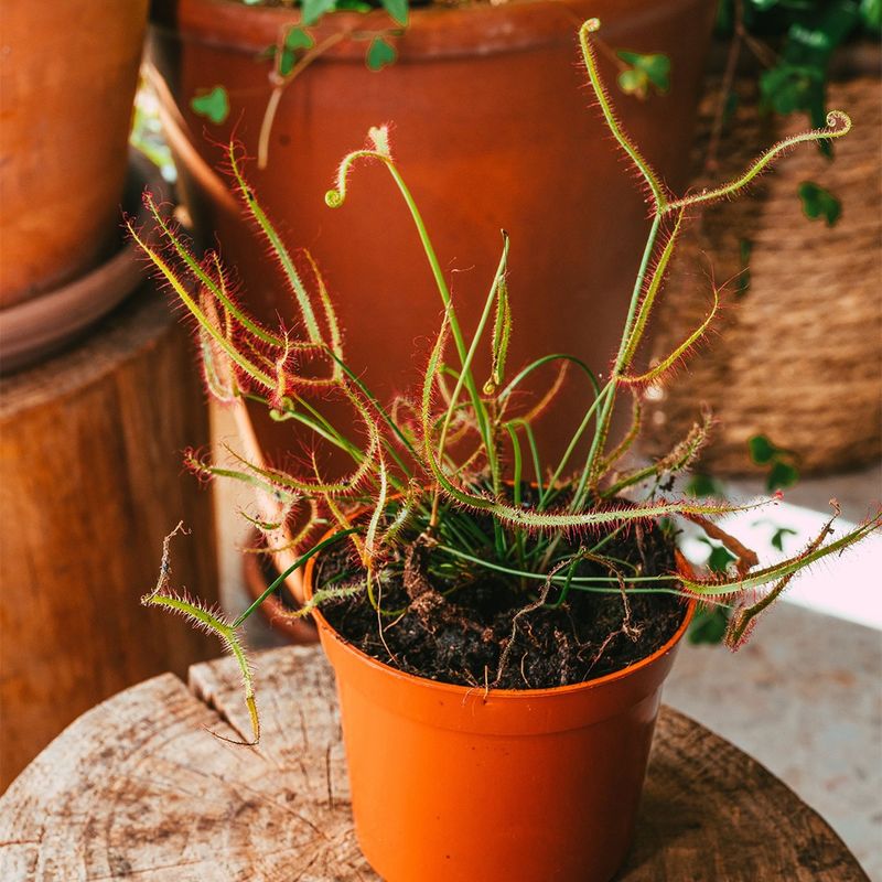 Fork-Leaf Sundew