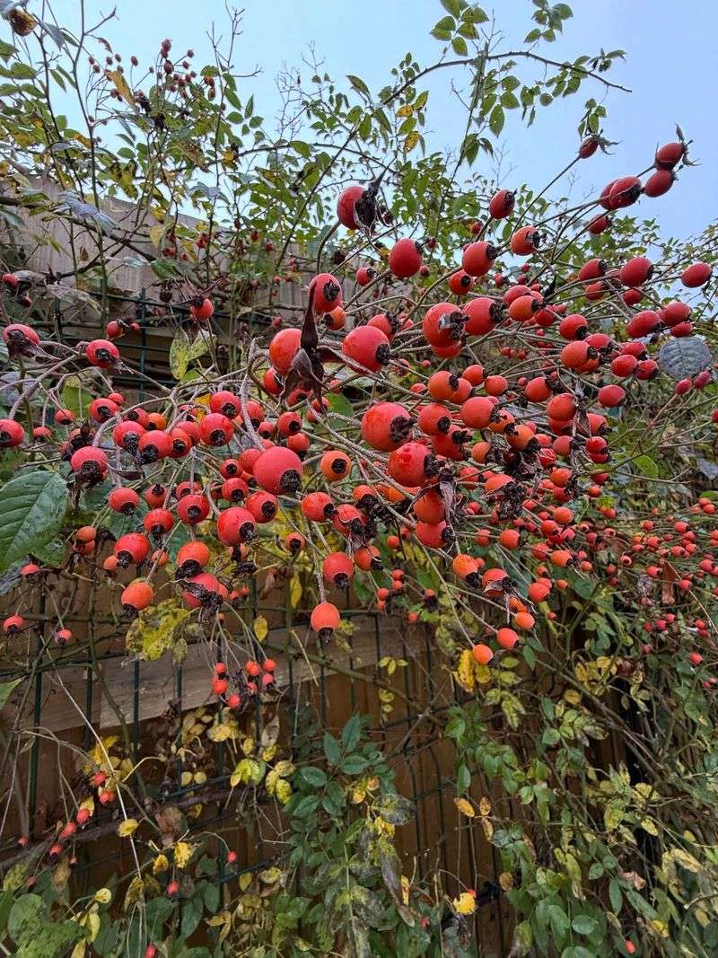 Forming Hips Helps Roses Slow Down For Winter Forming Hips Helps Roses Slow Down For Winter
