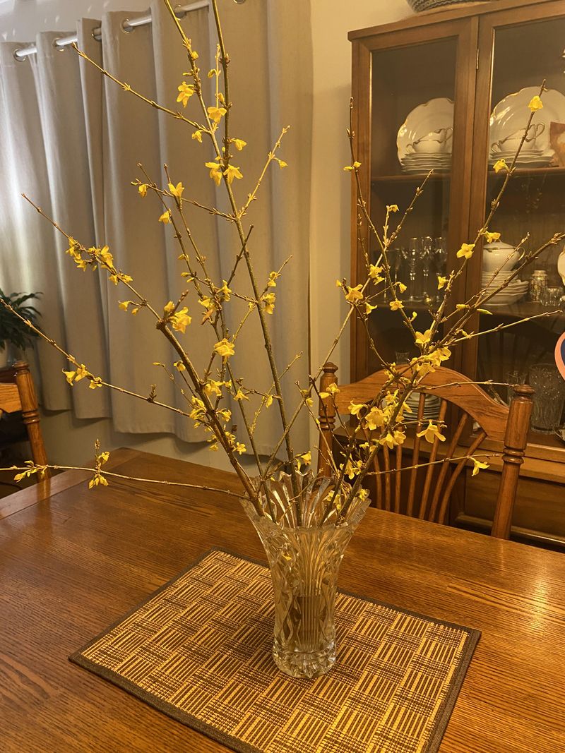 Forsythia Branches Force Easily Indoors In Winter