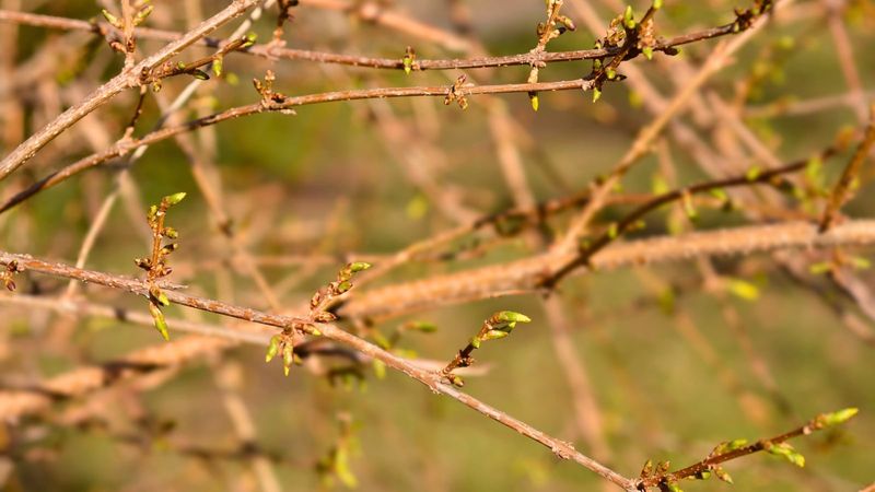 Forsythia Buds Are Waiting For March