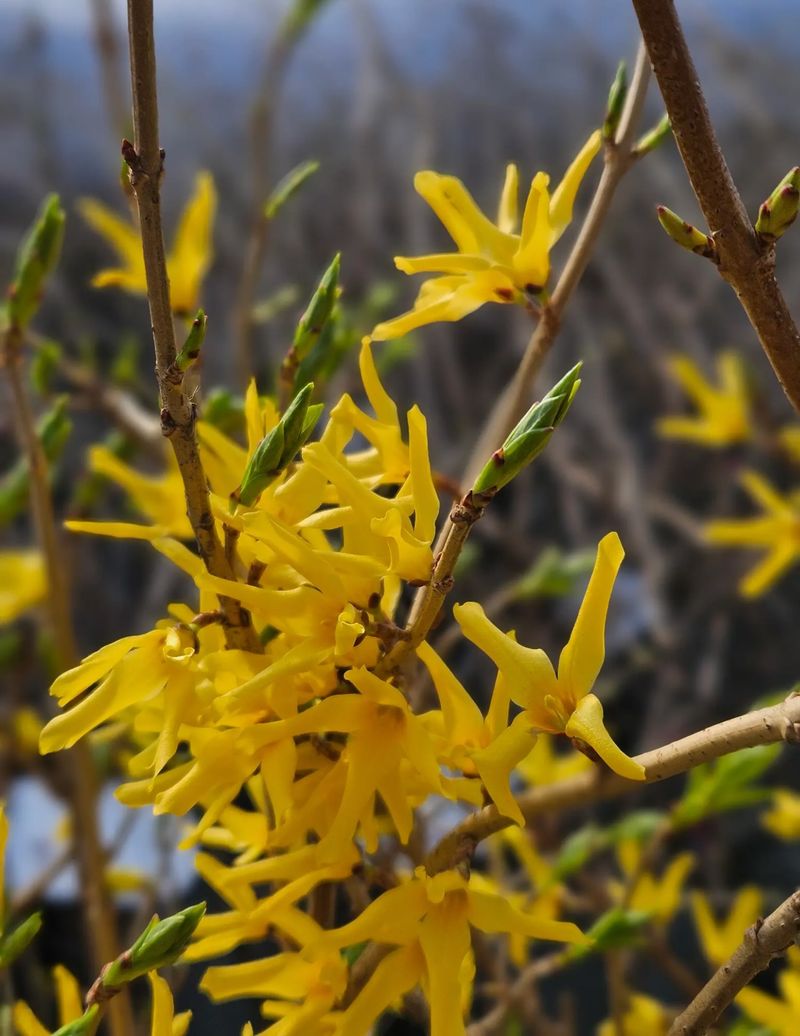 Forsythia Has Already Formed Its Spring Flowers