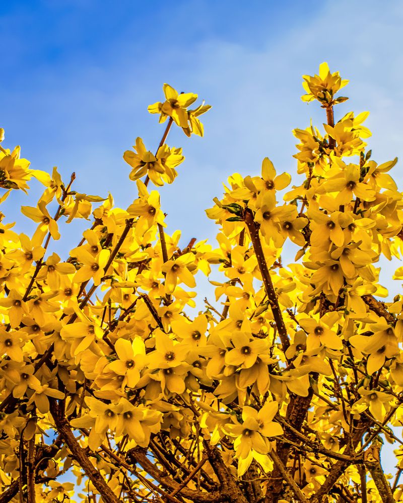 Forsythia Kicks Off Spring Before Almost Anything Else