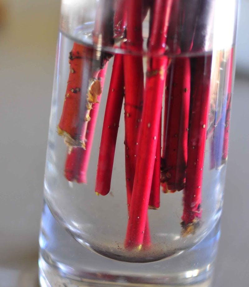 Forsythia, Red Twig Dogwood And Willow Root Easily Forsythia, Red Twig Dogwood And Willow Root Easily