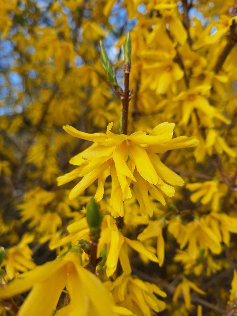 Forsythia, Which Blooms On Old Wood Forsythia, Which Blooms On Old Wood