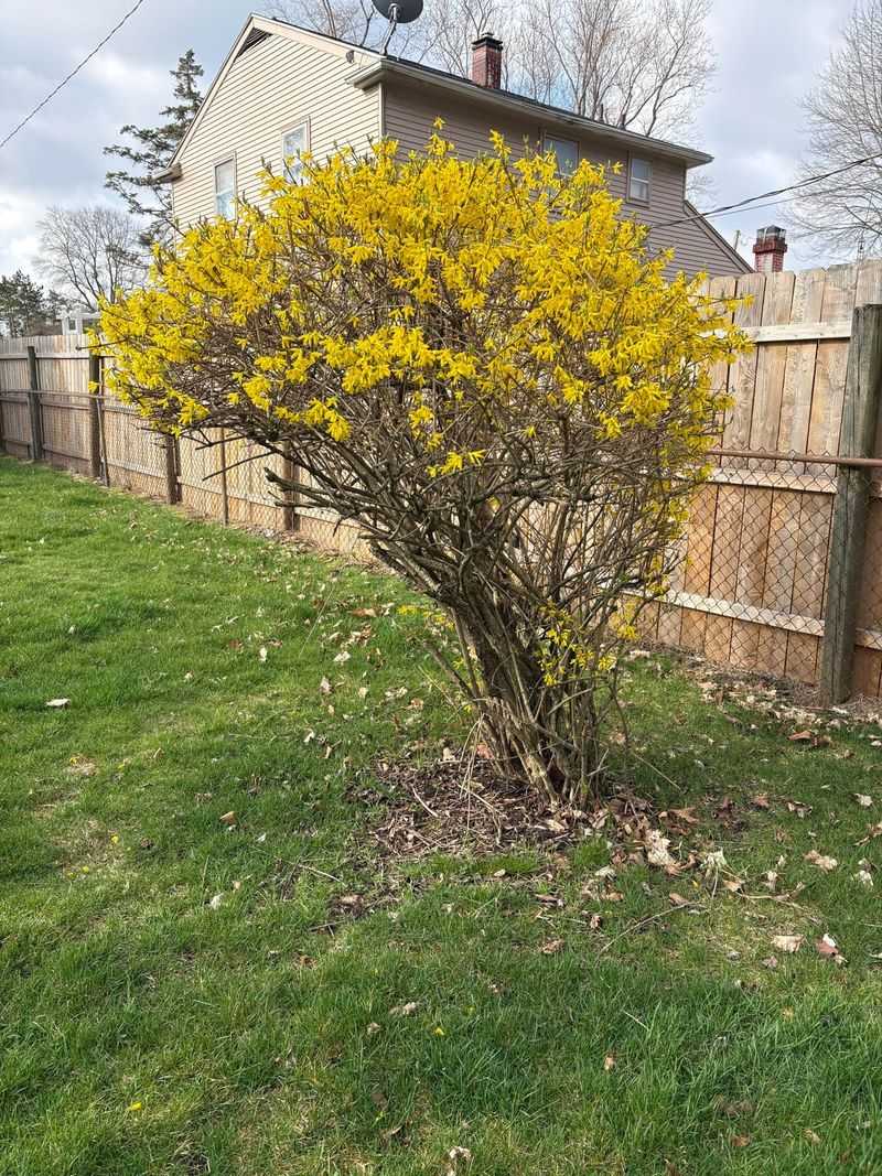 Forsythia, Which Bounces Back From Almost Anything Forsythia, Which Bounces Back From Almost Anything