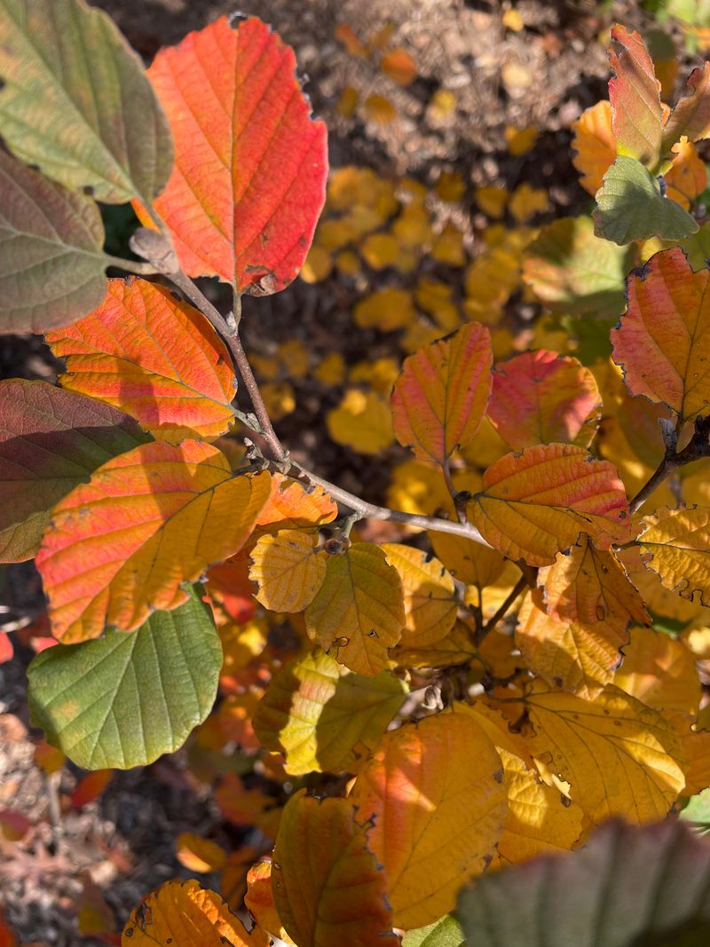 Fothergilla Lights Up Your Yard Like A Slow Sunset Fothergilla Lights Up Your Yard Like A Slow Sunset
