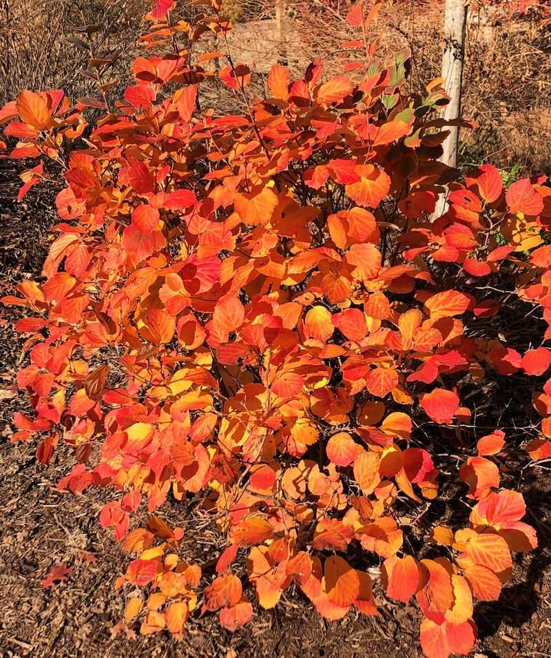 Fothergilla Mount Airy