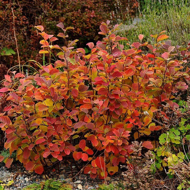 Fothergilla Fothergilla