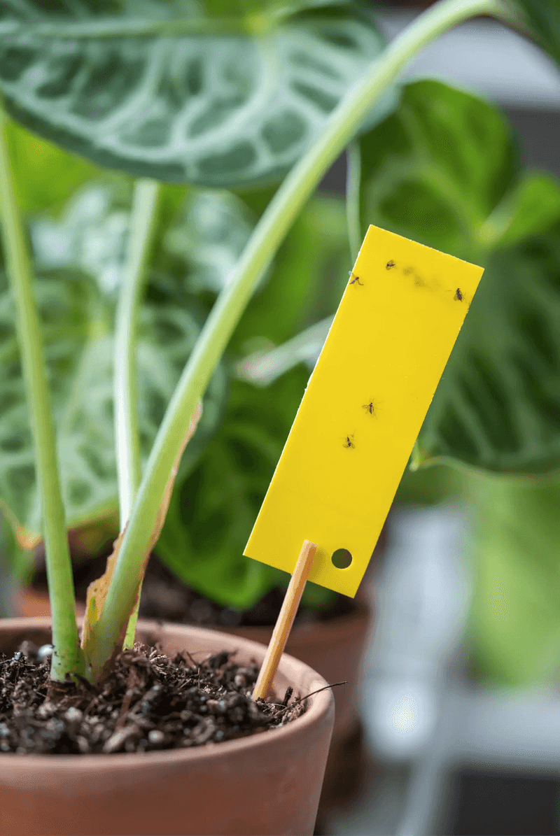 Foul-Smelling Soil or Tiny Flies Foul-Smelling Soil or Tiny Flies