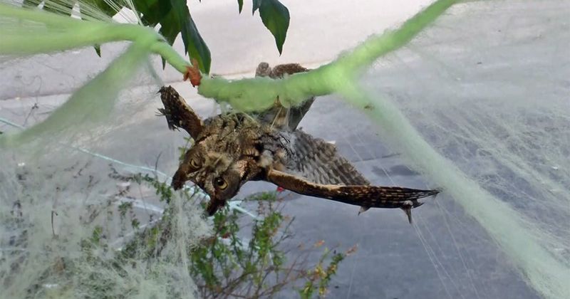 Found A Tangled Animal? Call A Wildlife Rehabber Found A Tangled Animal? Call A Wildlife Rehabber