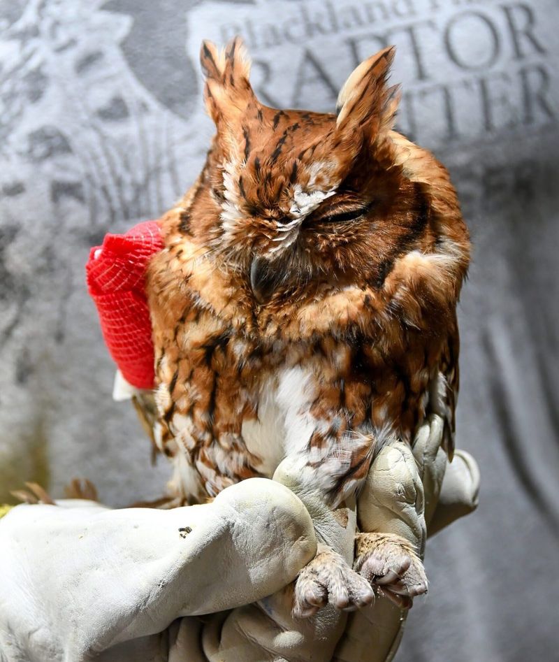 Found An Injured Animal? Here’s Who To Call