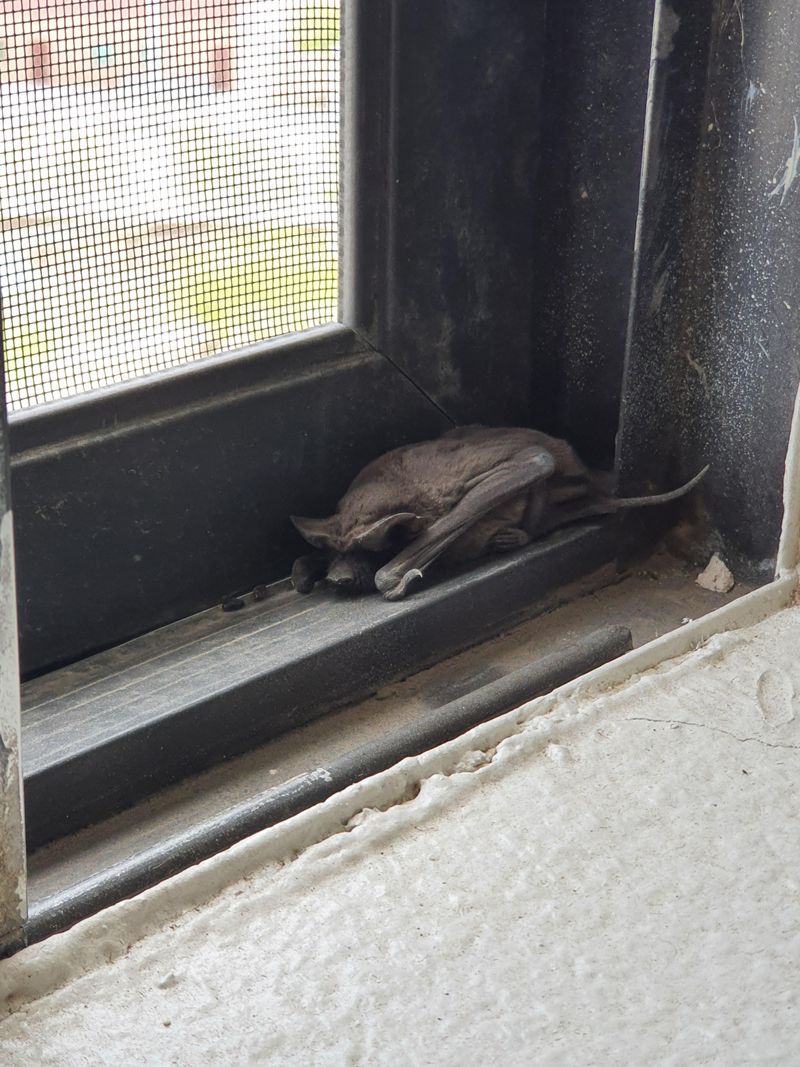 Found One Indoors? Here’s What To Do Found One Indoors? Here’s What To Do