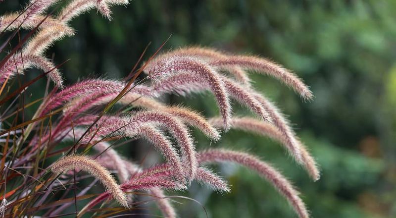 Fountain Grass Spreads By Wind Blown Seed