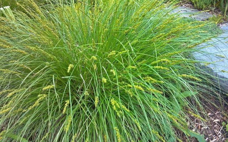Fox Sedge Fox Sedge