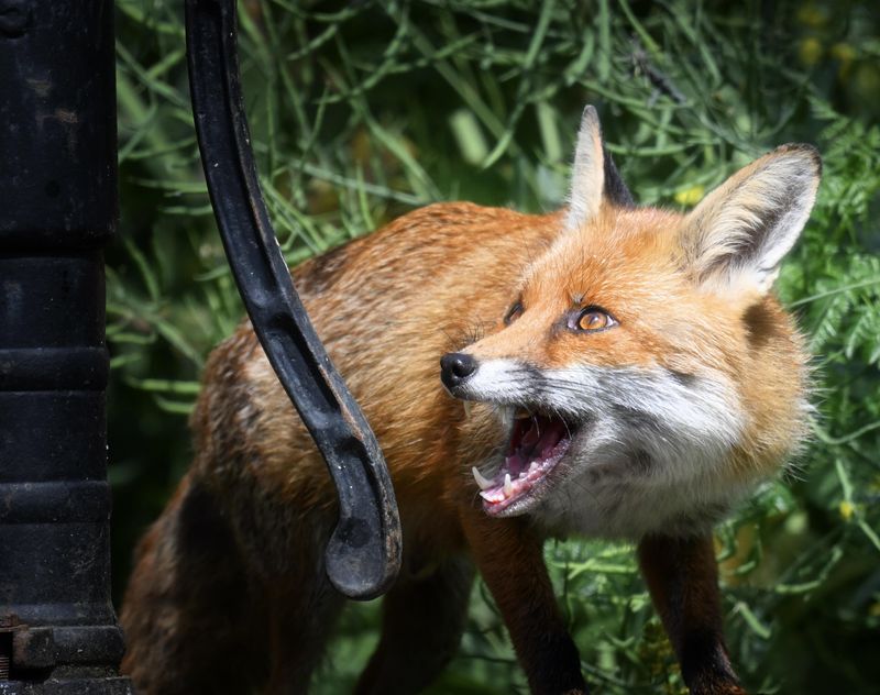 Foxes Can Let Out Startling Screams