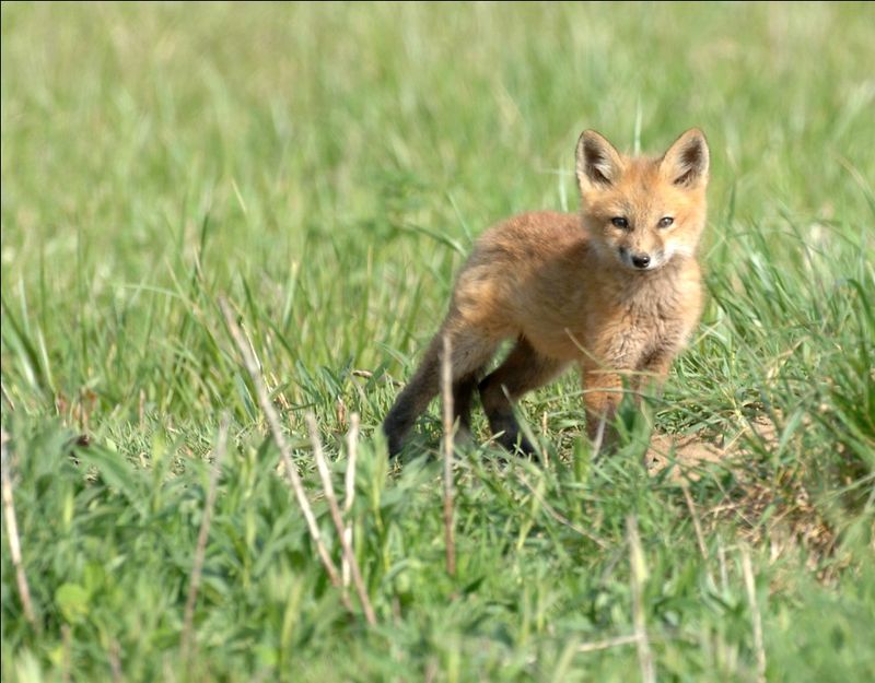 Foxes Live In All 88 Ohio Counties Foxes Live In All 88 Ohio Counties