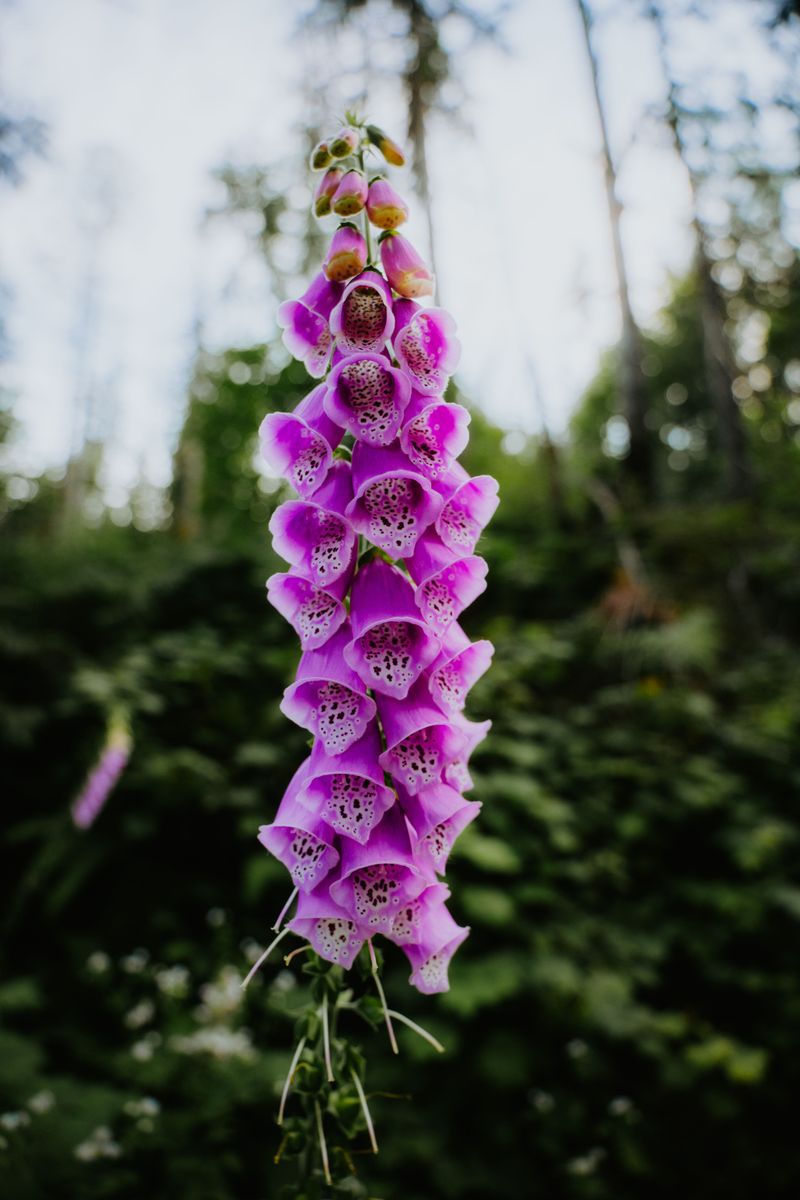 Foxglove For Tall, Speckled Spires Foxglove For Tall, Speckled Spires