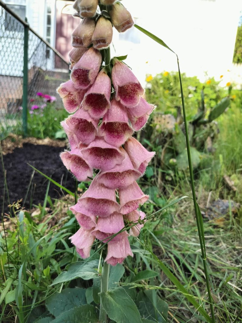 Foxglove Planted This Fall Sends Up Tall Spires Next Spring