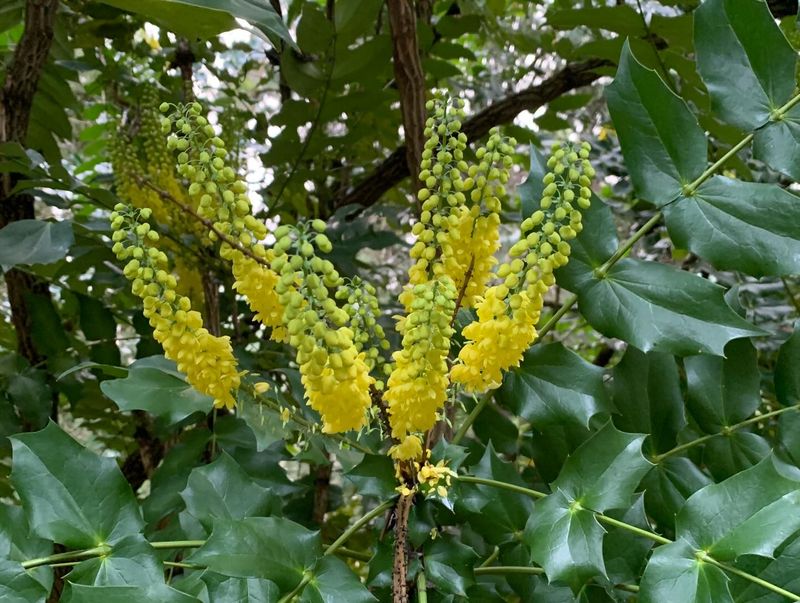 Fragrant Late-Winter Flowers Helped Make It A Popular Landscape Shrub