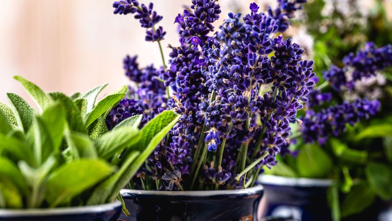 Fragrant Sage And Lavender Can Make Your Garden Less Tasty