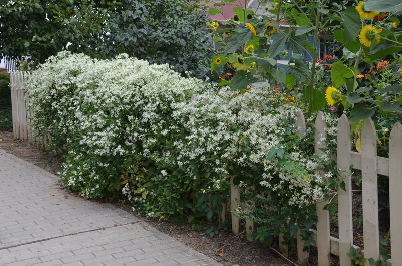Fragrant White Blooms Cover Fences